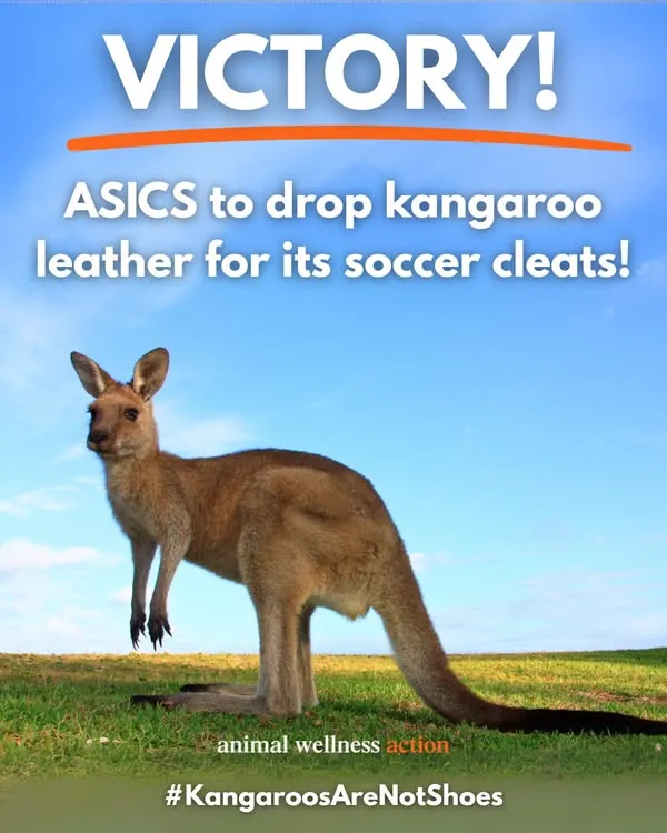 Hinh anh 1: ASICS bat dau tham gia phong trao khong su dung da Kangaroo